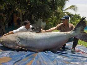 Lần đầu tiên đối thoại về cá da trơn toàn cầu tại Việt Nam