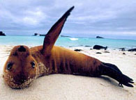 Bãi biển Galapagos bốc mùi vì... sư tử biển