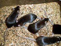 Phòng thí nghiệm chuột chuyển gien