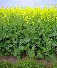 Cây chuyển gien - một thập kỷ thua và thắng