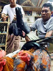 Indonesia có thêm người nghi nhiễm cúm gà tử vong