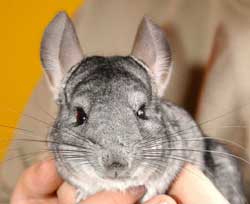 Chuột Chinchilla
