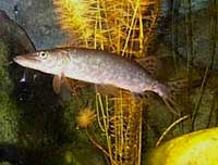 Cá chó Esox lucius