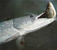 Cá chó Esox lucius