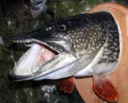 Cá chó Esox lucius
