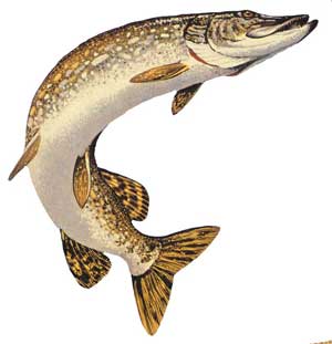 Cá chó Esox lucius