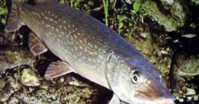 Cá chó Esox lucius