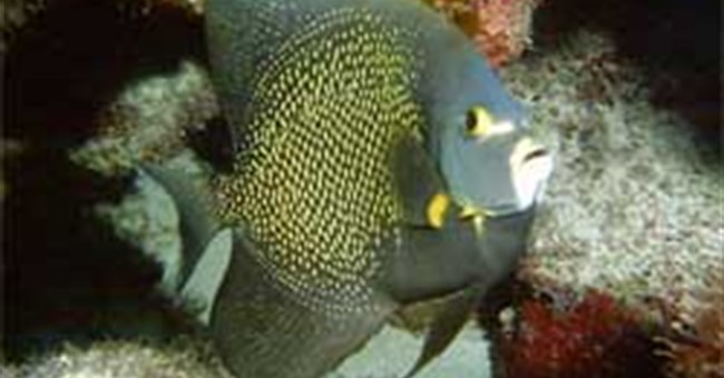 Ngôn ngữ loài cá