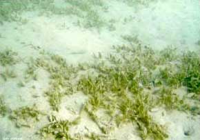 Phát hiện cỏ biển ở vùng biển Kiên Giang