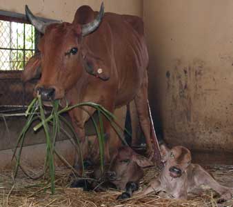 Xác định giới tính để sản xuất bò sữa cao sản