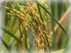 Lai tạo thành công giống  lúa từ công nghệ gen