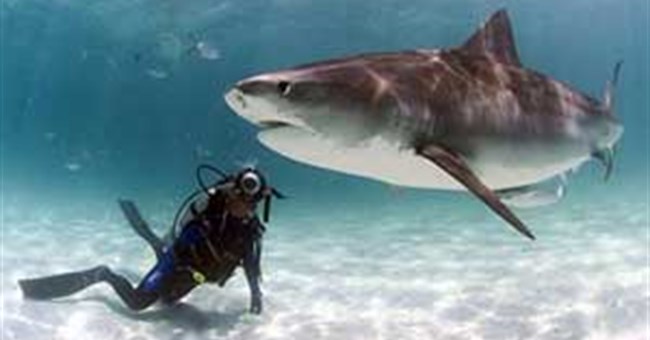 Cá mập báo Galeocerdo cuvieri