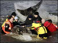 Cá voi vào sông Thames đã chết