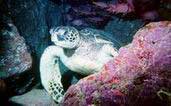Năm 2006: Năm Quốc tế về Rùa biển