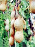 Ô mai cũng là thuốc