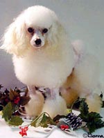 Sự đa dạng của loài chó
