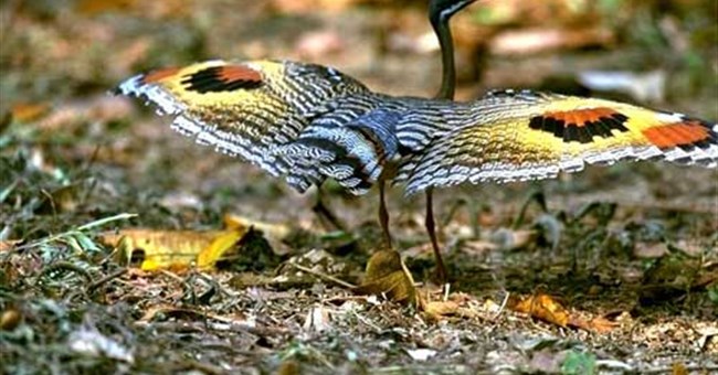 Đôi mắt trên cánh