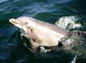 Cá heo trắng xuất hiện tại biển Đồ Sơn