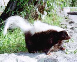 Chồn hôi có sọc