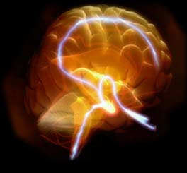 Khối lượng của não có quan hệ với trí thông minh?