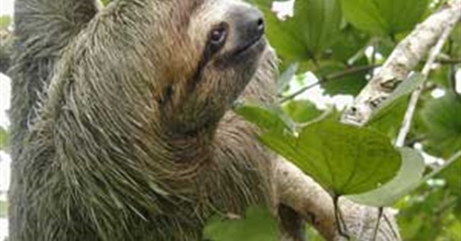 Vua lười - Lười đến mọc rêu