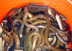 Lươn - Loài động vật biến đổi giới tính