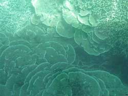 Nha Trang: phát hiện 17 loại san hô và hải quì phát sáng