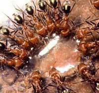 Loài kiến “hướng dẫn” nhau như thế nào?