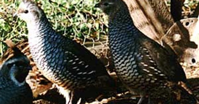 Cun cút có vảy - Chim Callipepla squamata