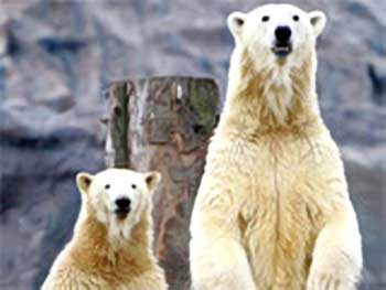 Greenland: Ra hạn ngạch săn bắn gấu trắng Bắc cực
