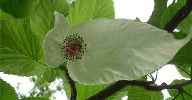 Cây chim câu Trung Quốc