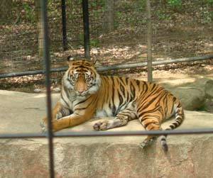 Động vật trong vườn thú khó sinh nở?