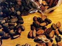 Cacao giúp giảm huyết áp