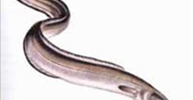 Lươn mù chuyên ăn cá lớn