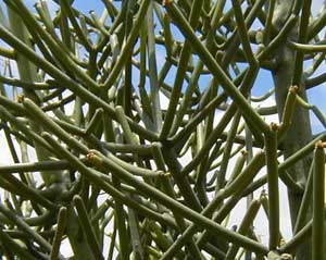 Cành giao không lá - Euphorbia tirucalli.Liun