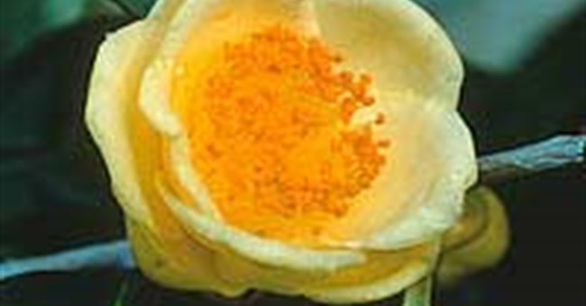 Trà hoa vàng - Camellia chrysantha