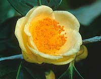 Trà hoa vàng - Camellia chrysantha