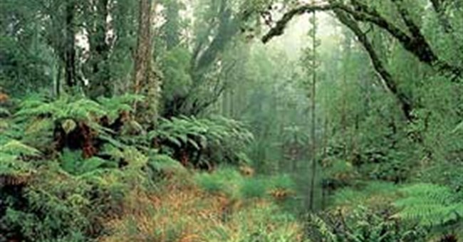 Tại sao những vùng rừng núi thường mưa nhiều?