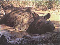 Hi vọng cho tê giác Sumatra