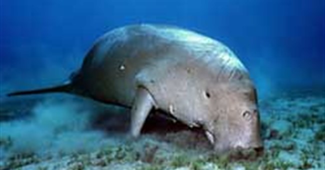 Cá mỹ nhân Dugong