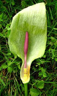 Cây aracea Ấn Độ lớn vừa phải chỉ có 1 lá, nở hoa đực