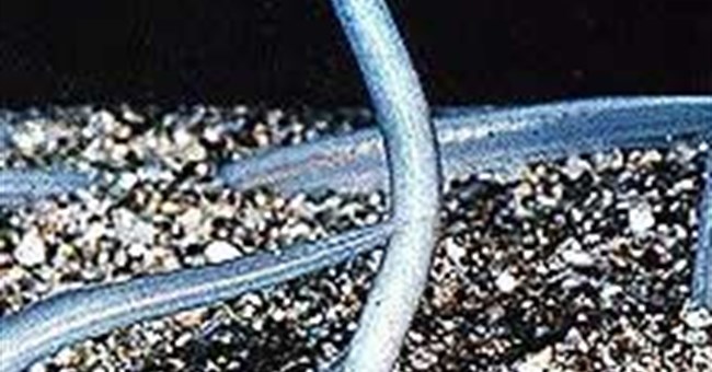 Cá van xương - Amphioxus