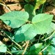 Công nghệ nano: Sử dụng virút làm vật liệu