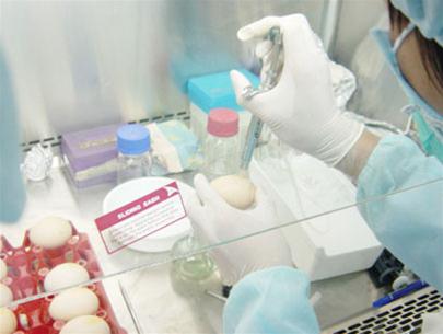 Sản xuất thành công văcxin H5N1