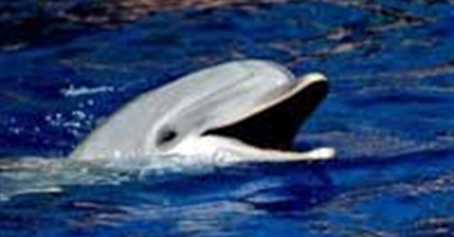 Đầu động vật to có tốt không?