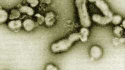 Tìm ra lý do H5N1 khó nhảy từ người sang người