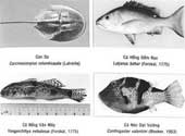 Nhận dạng hải sản độc hại