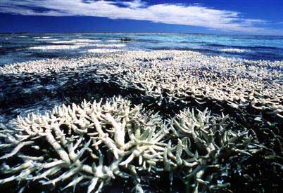 Tổng diện tích bãi san hô Coral Barrier 207.000km2