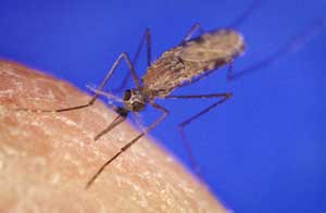 Demeter: Hệ thống cảnh báo sớm dịch bệnh sốt rét