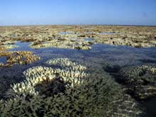 Bãi san hô lớn nhất thế giới - Coral Barrier